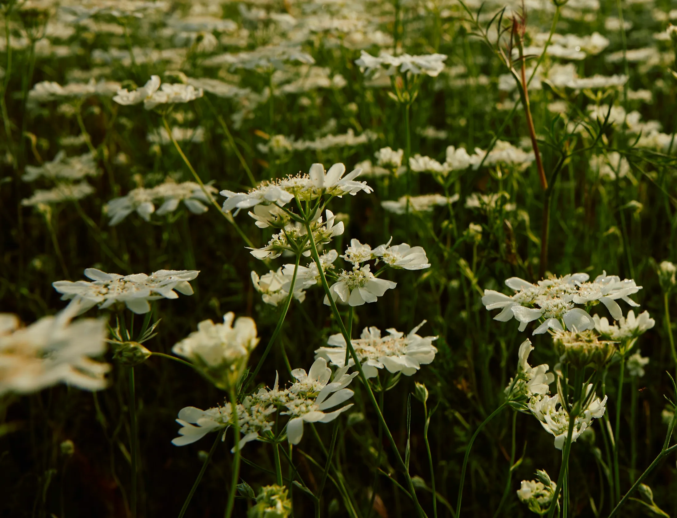 Field Flowers At Home In Provence Book