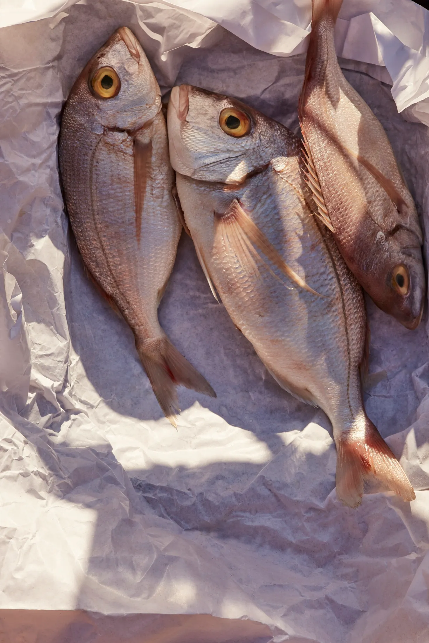 Fish Alfresco Cooking