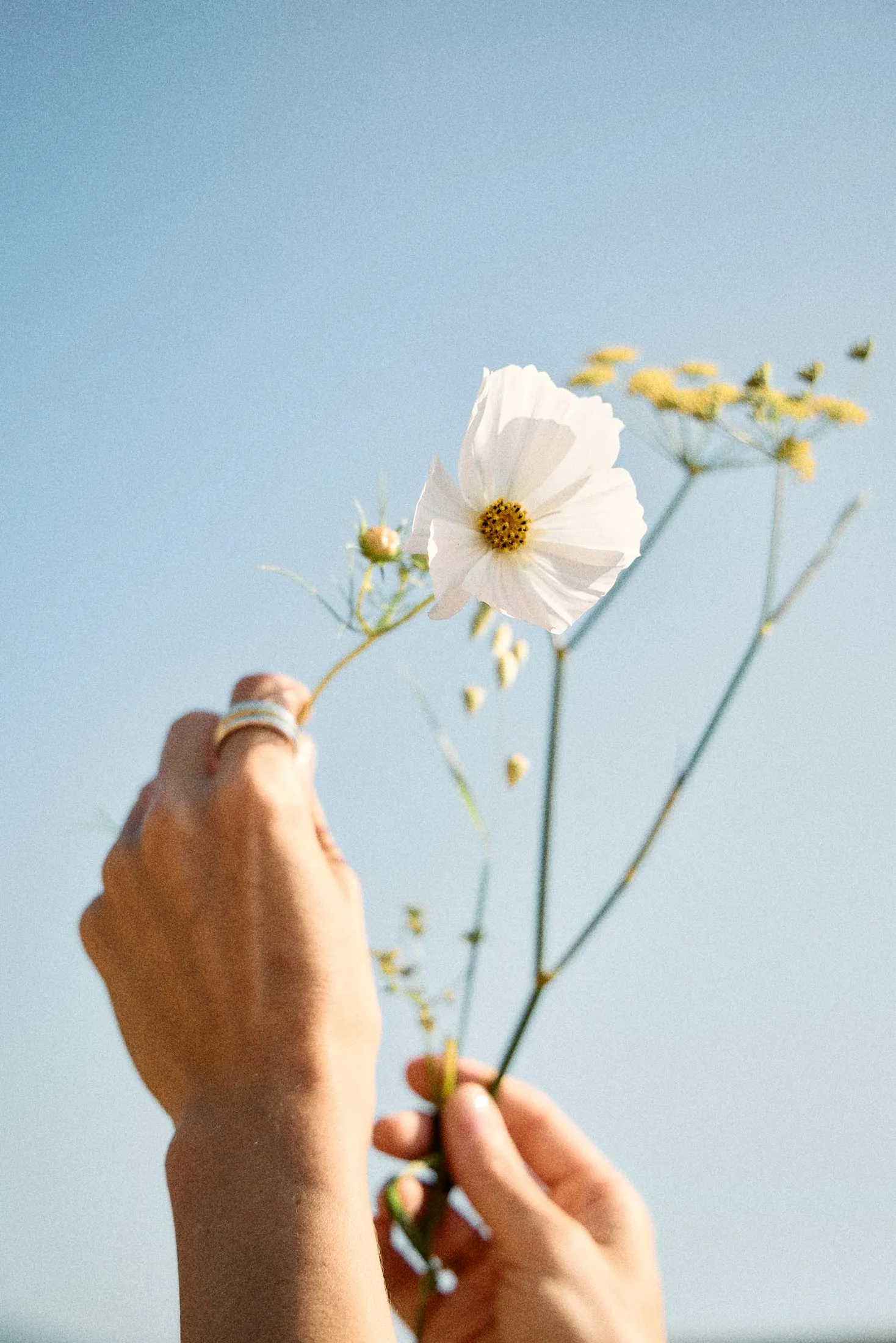 Flowers Quinta Kismet Lifestyle