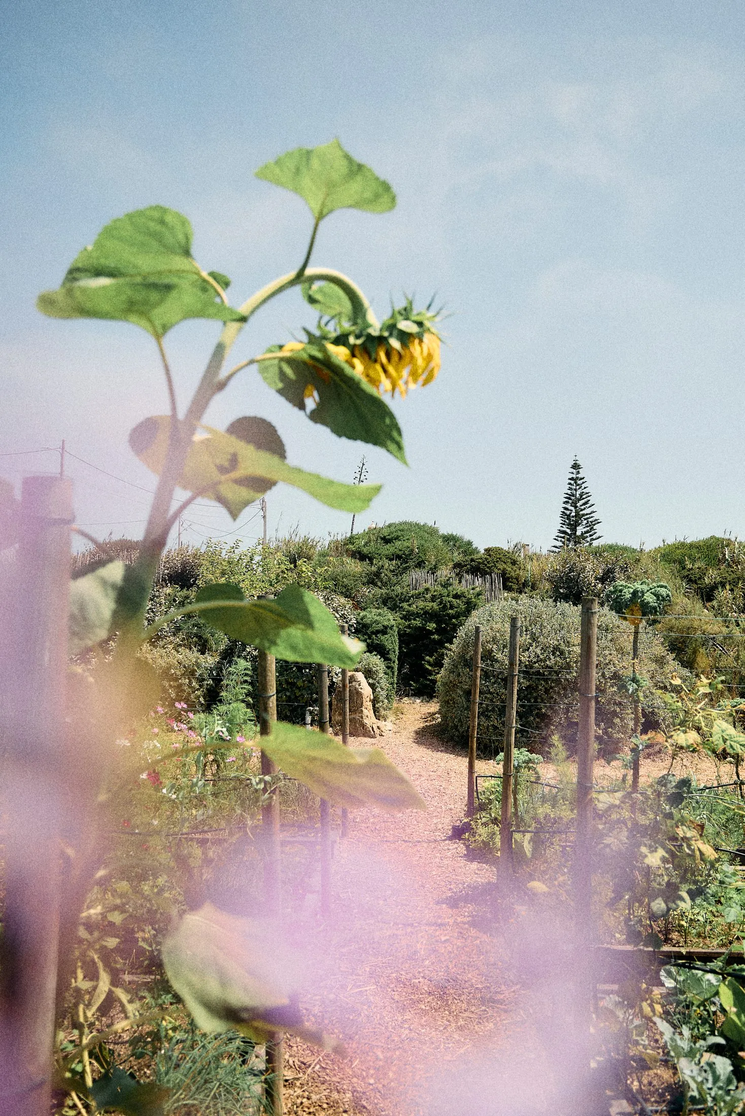Garden Quinta Kismet Lifestyle
