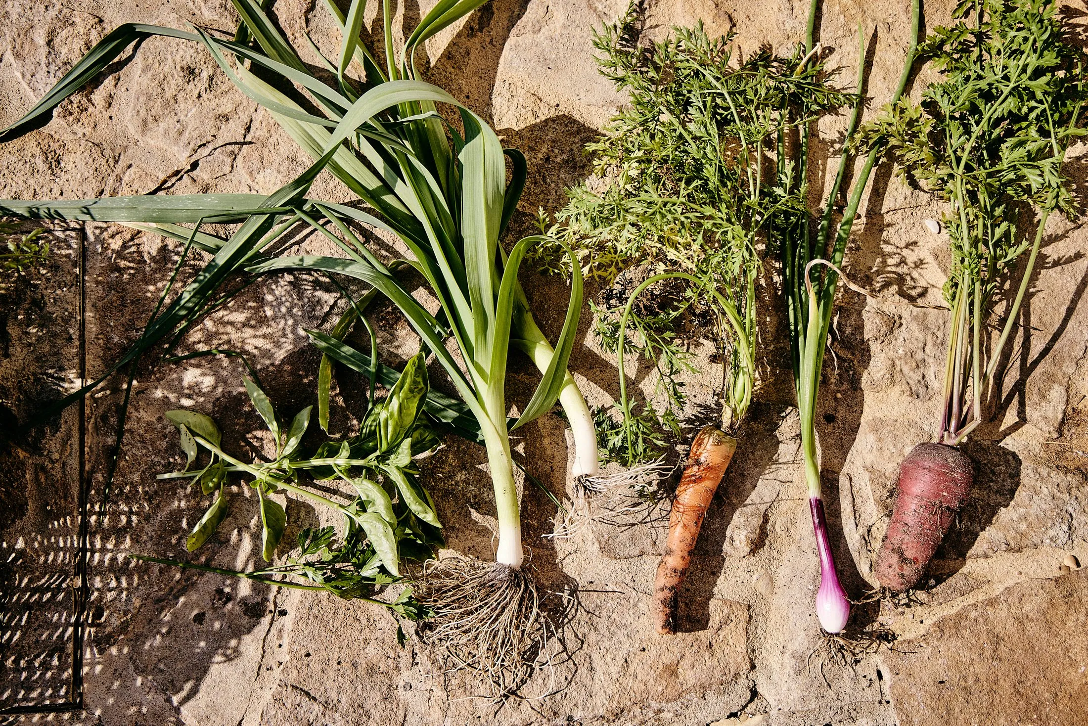 Garden Vegetables Quinta Kismet Lifestyle