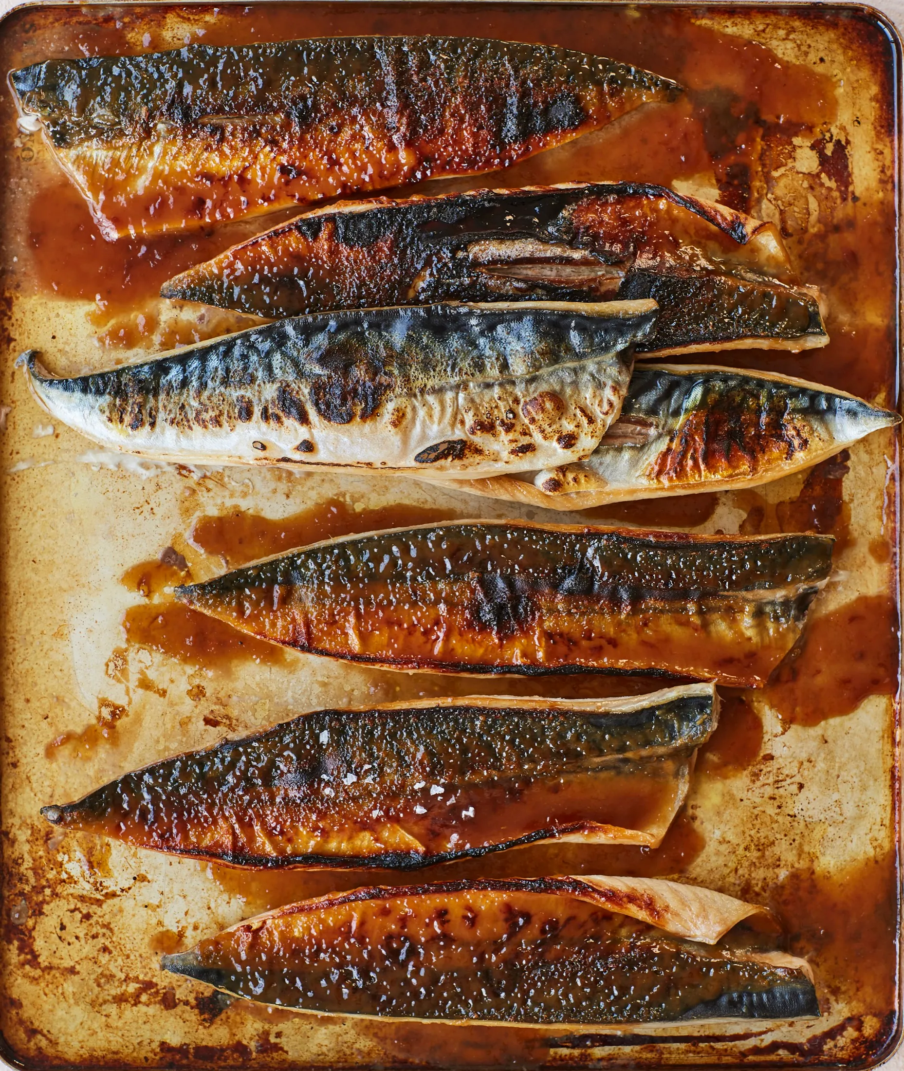 Mackerel Guardianfeast