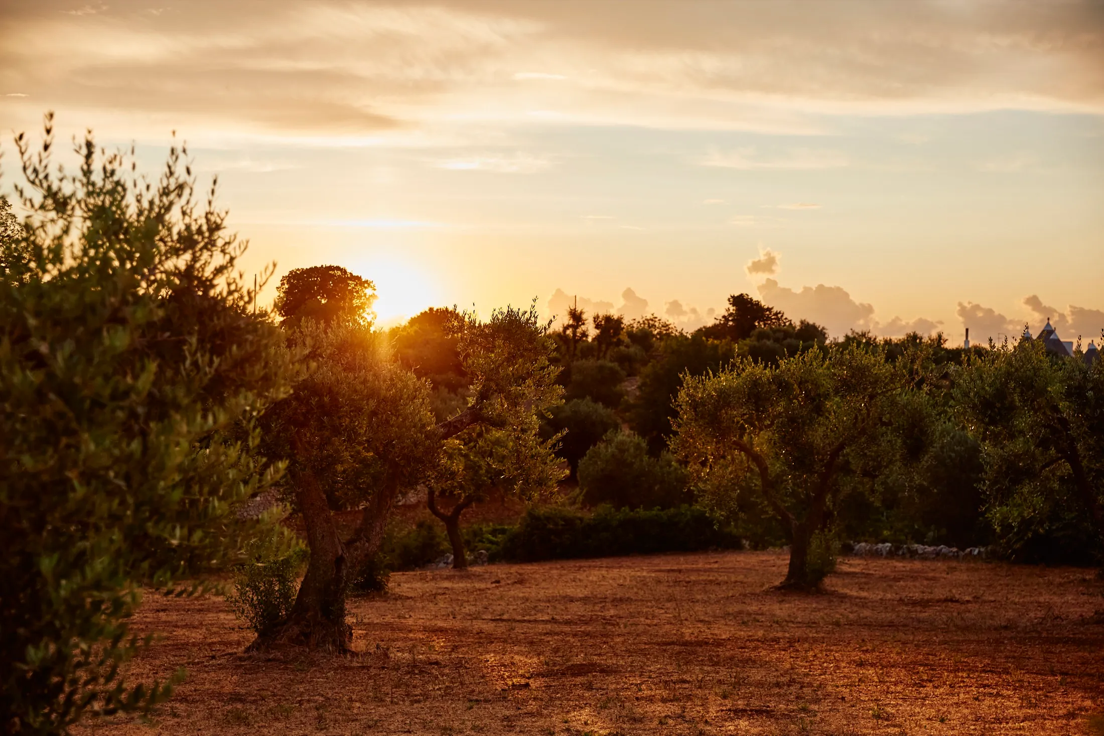 Olive Trees Pasta Evangelists