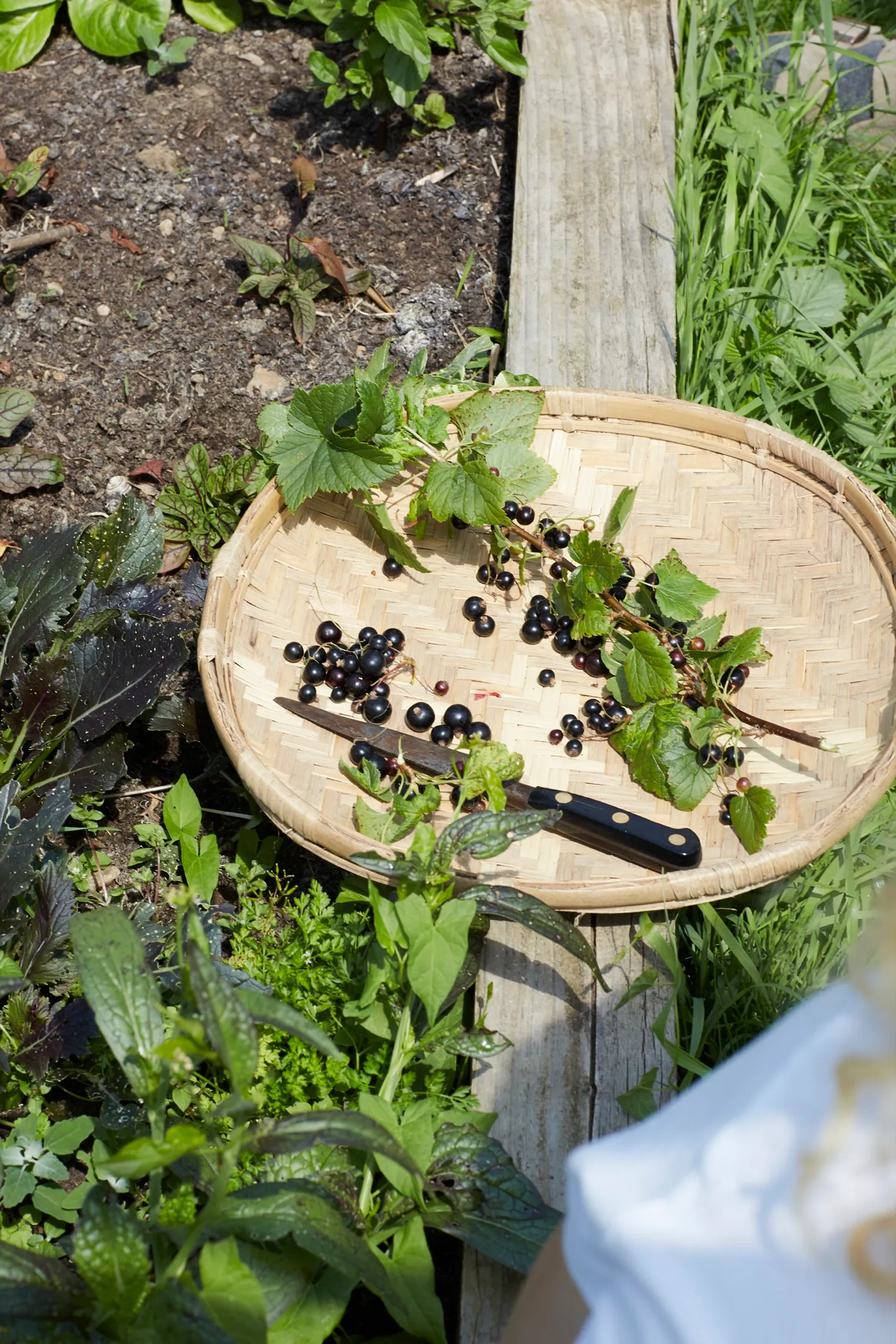 Picking Blackcurrants Alfresco Cooking