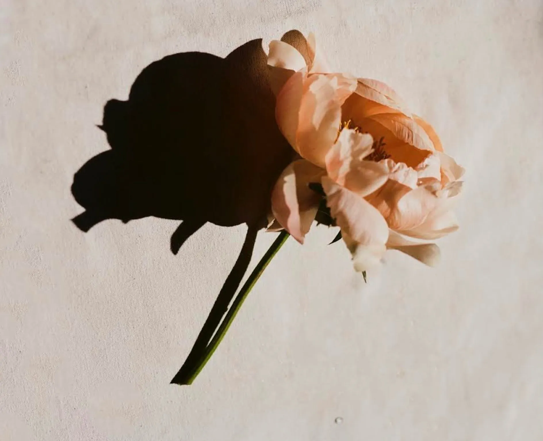 Pink Rose Analogue Film