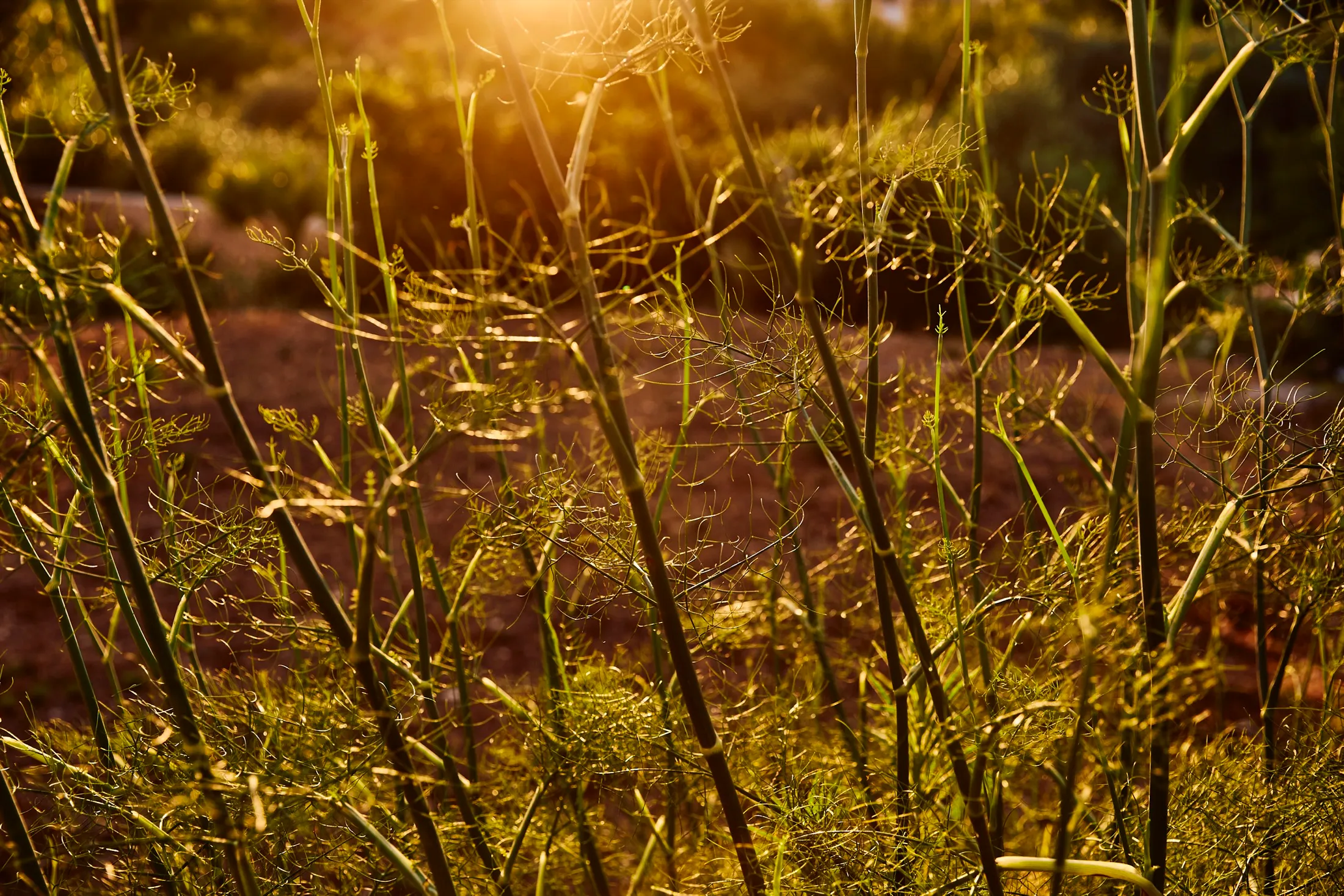 Sunlight Fennel Pasta Evangelists