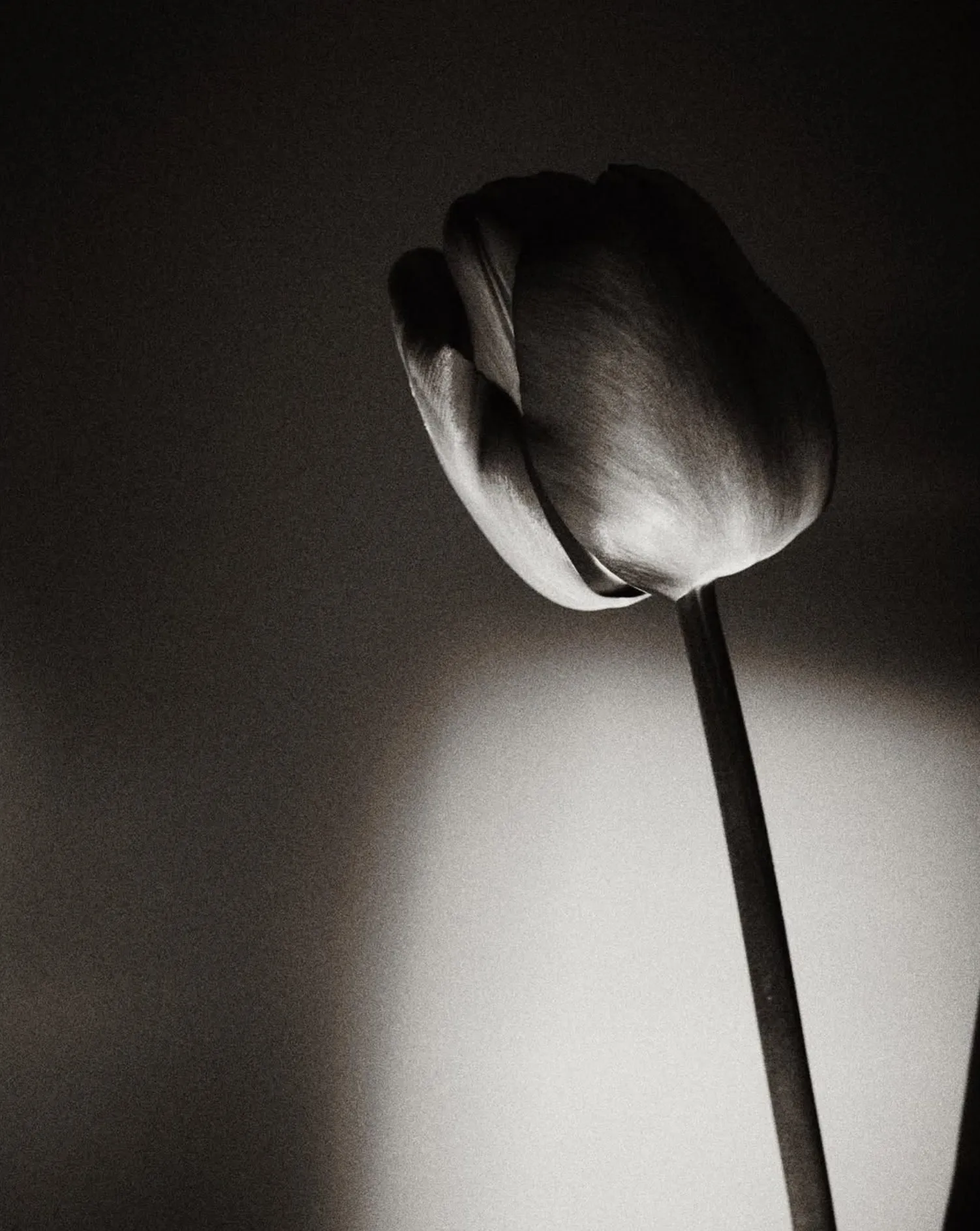 Tulips Black White Analogue Film