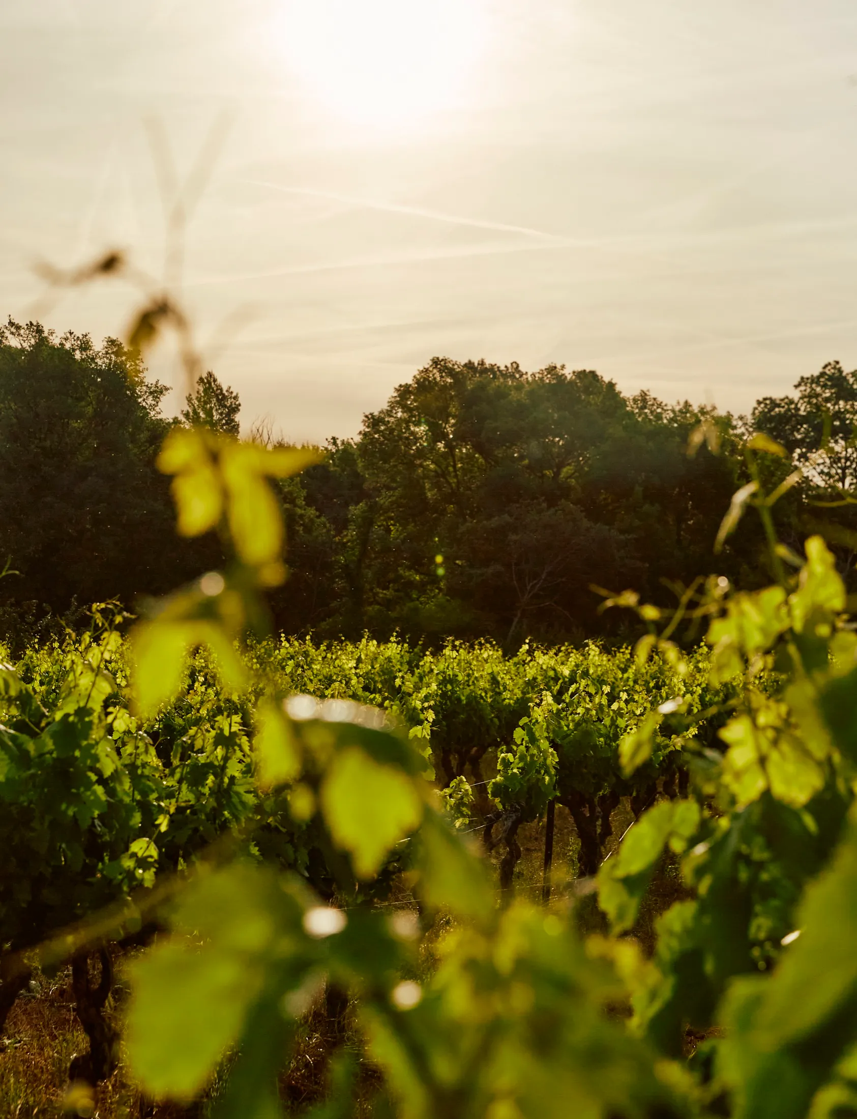 Vines At Home In Provence Book